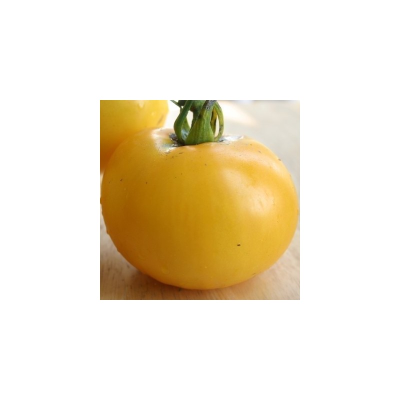 tomate golden queen (Semillas sin tratamiento)