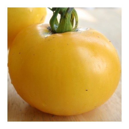 tomate golden queen (Semillas sin tratamiento)