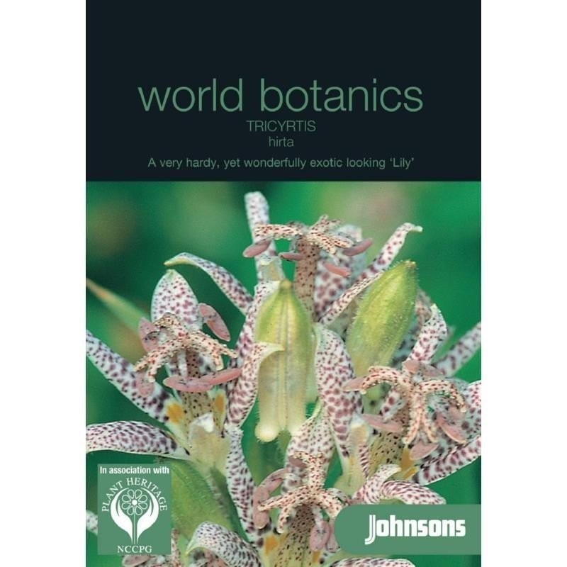 Tricyrtis hirta- lily sapo