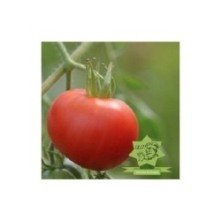 tomate carnicero sangriento