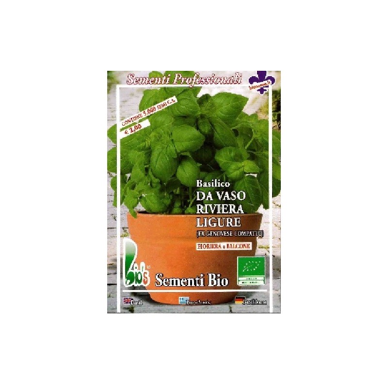 albahaca compacta rivera de Liguria - semillas ecolÃ³gicas