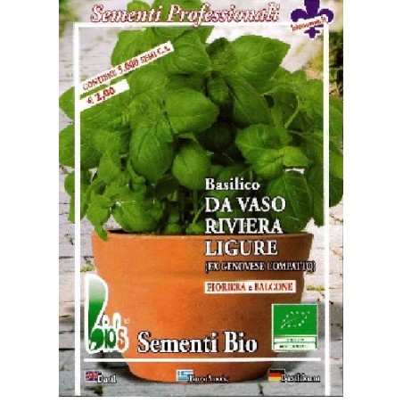 albahaca compacta rivera de Liguria - semillas ecolÃ³gicas