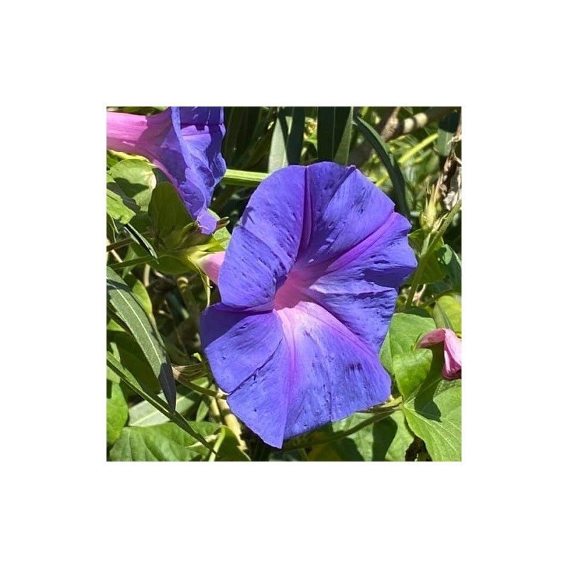 ipomea (Ipomoea tricolor) - semillas no tratadas