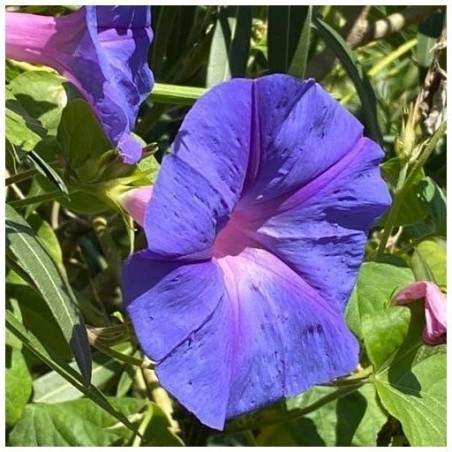 ipomea (Ipomoea tricolor) - semillas no tratadas