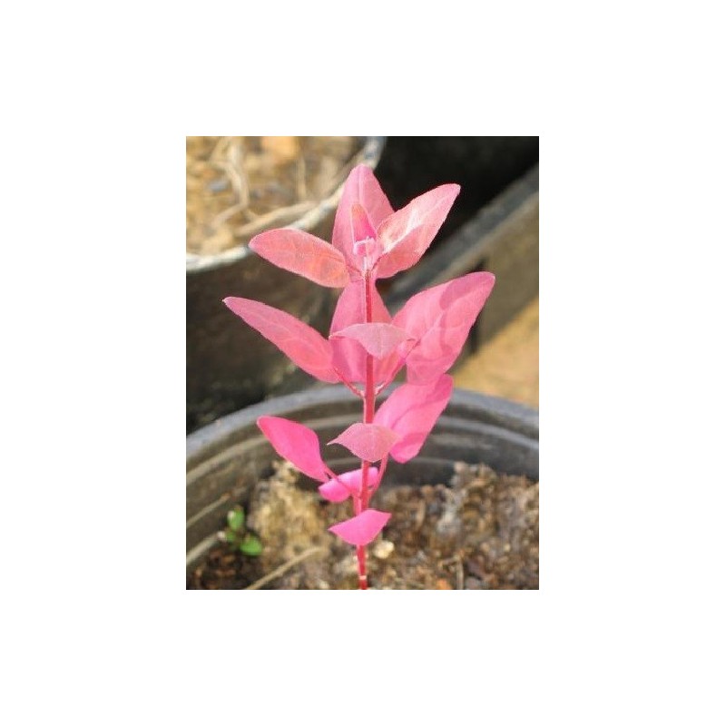 armuelle rojo  (Atriplex hortensis) semillas no tratadas