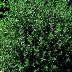 tomillo - semillas no tratadas