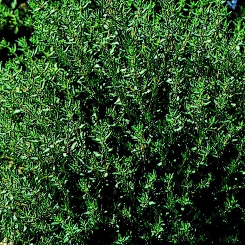 tomillo - semillas no tratadas