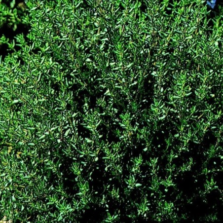 tomillo - semillas no tratadas