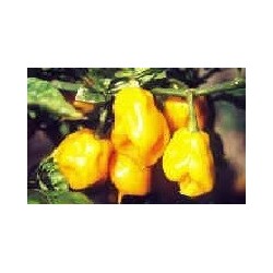 pimiento habanero amarillo Burkina yellow