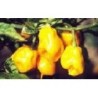 pimiento habanero amarillo Burkina yellow