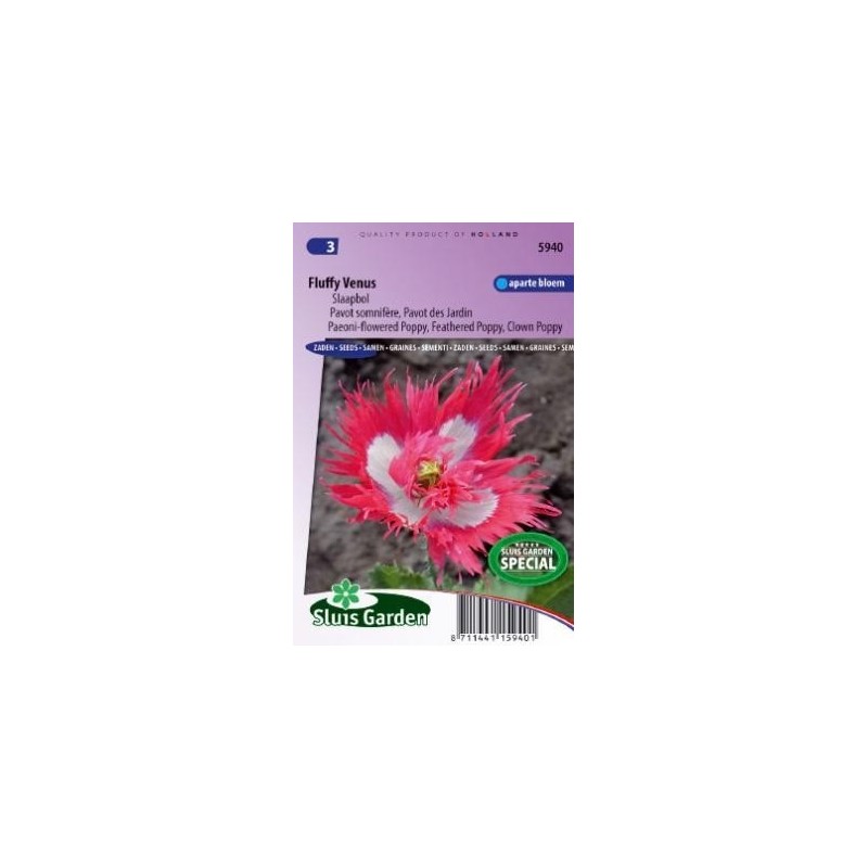 amapola Venus (Papaver somniferum)