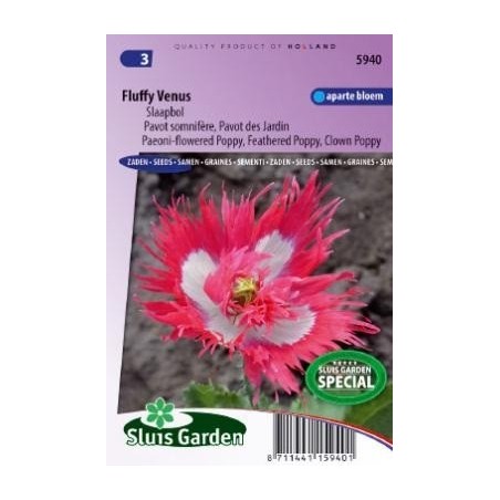 amapola Venus (Papaver somniferum)