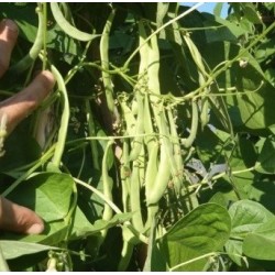 judia perona del Pep - semillas ecolÃ³gicas