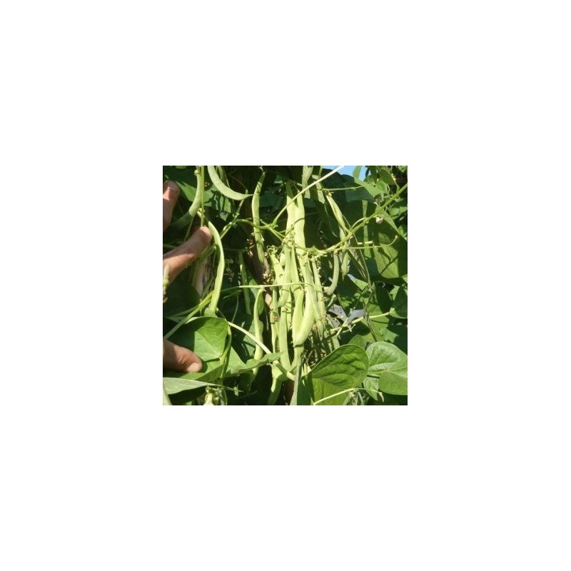 judia perona del Pep - semillas ecolÃ³gicas