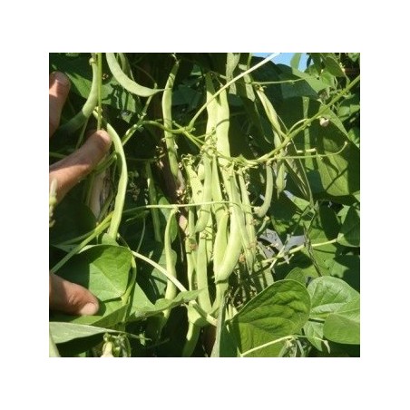 judia perona del Pep - semillas ecolÃ³gicas