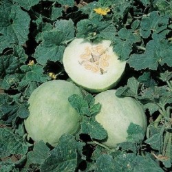 melÃ³n honey dew - semillas no tratadas