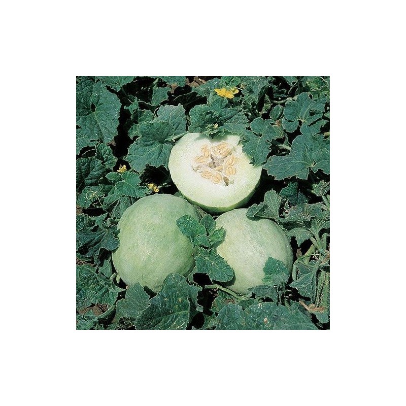 melÃ³n honey dew - semillas no tratadas