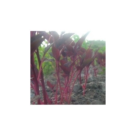 amaranto burgundy (Amaranthus hypochondriacus) semillas ecologicas