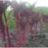 amaranto burgundy (Amaranthus hypochondriacus) semillas ecologicas
