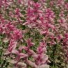 Salvia say so rose - semillas no tratadas