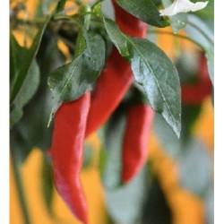 Pimiento Taeyang hot - semillas no tratadas