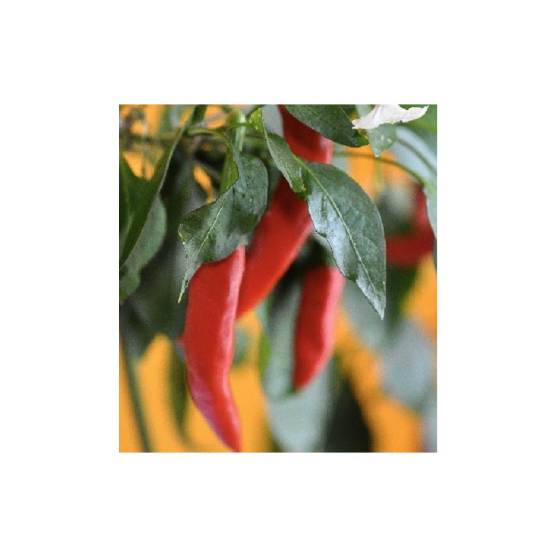 Pimiento Taeyang hot - semillas no tratadas
