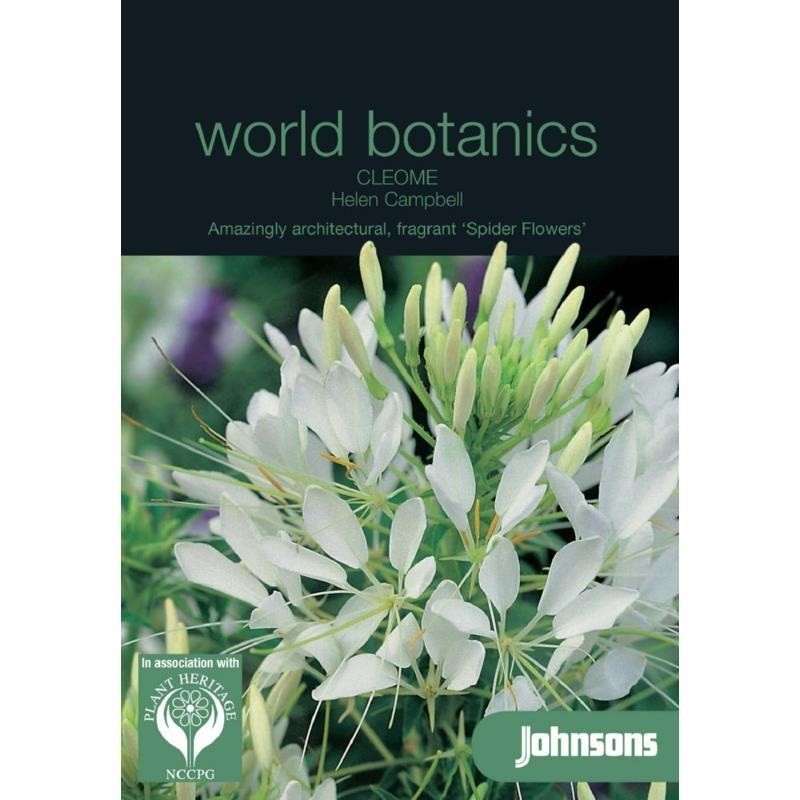 Cleome helen campbell (Cleome hassleriana)