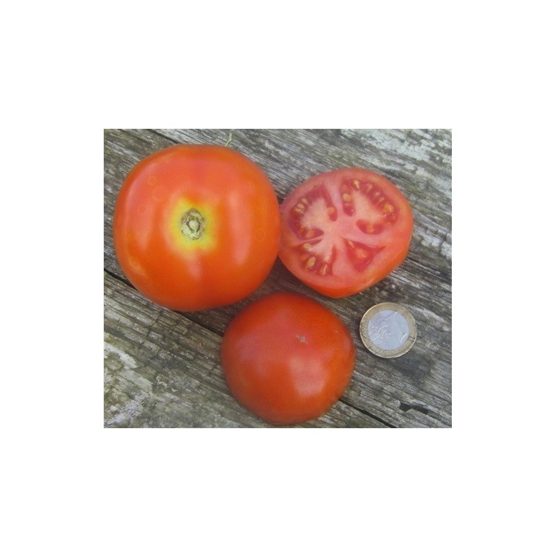 tomate moneymaker (semillas ecolÃ³gicas)