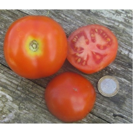 tomate moneymaker (semillas ecolÃ³gicas)