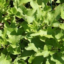 buen Rey Henry (chenopodium bonus henricus) semillas ecolÃ³gicas