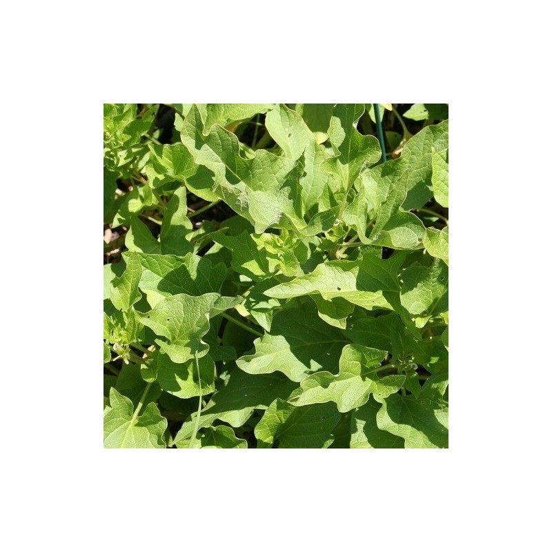 buen Rey Henry (chenopodium bonus henricus) semillas ecolÃ³gicas