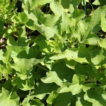 buen Rey Henry (chenopodium bonus henricus) semillas ecolÃ³gicas