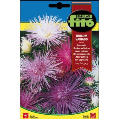 coronado unicum vaiado