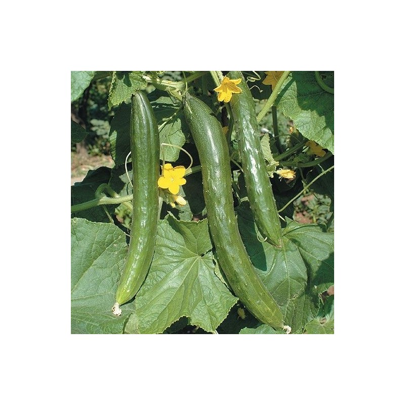 pepino serpiente china (semillas no tratadas)