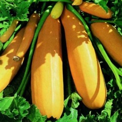 CalabacÃ­n F1 Atena