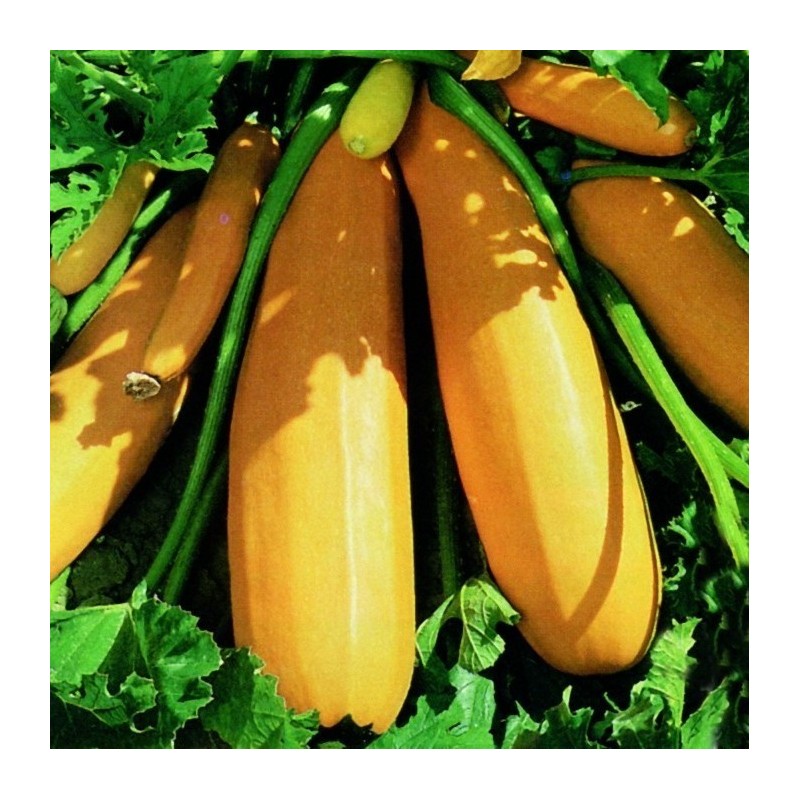 CalabacÃ­n F1 Atena