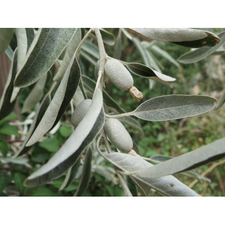 acebuche (olea europaea)