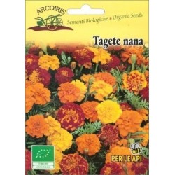 Tagetes patula- semillas ecolÃ³gicas