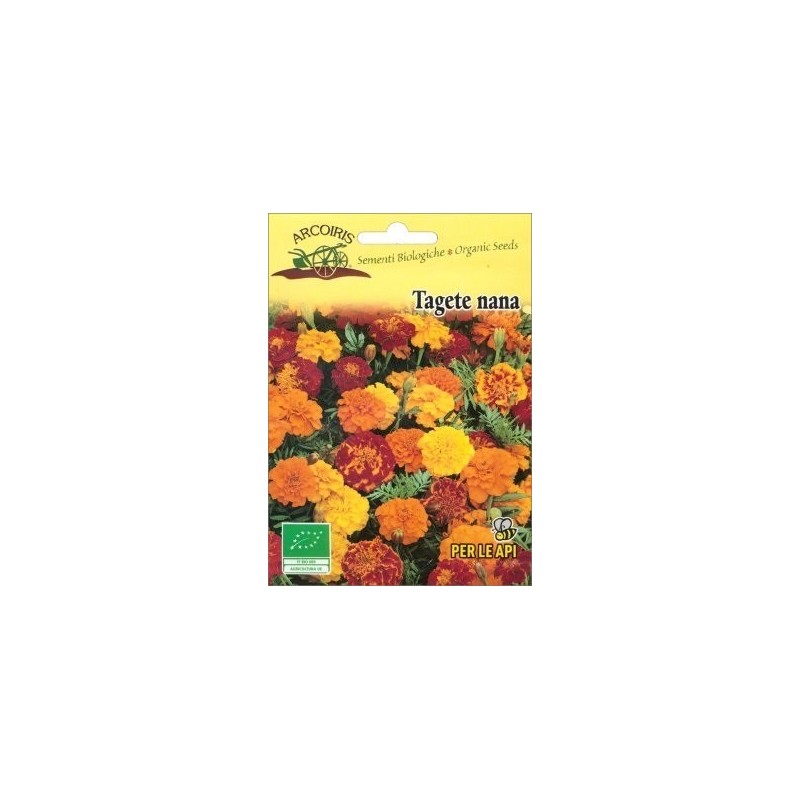 Tagetes patula- semillas ecolÃ³gicas