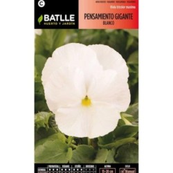 pensamiento gigante blanco