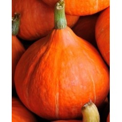 calabaza  potimarron - uchiki kury - semillas no tratadas