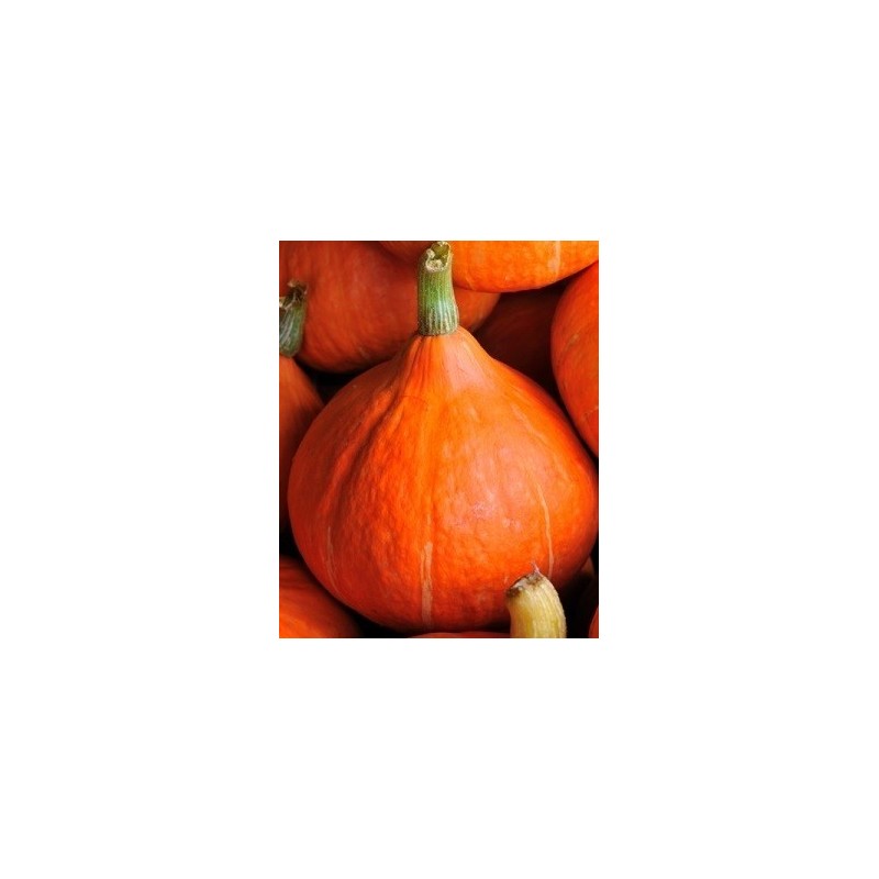 calabaza  potimarron - uchiki kury - semillas no tratadas