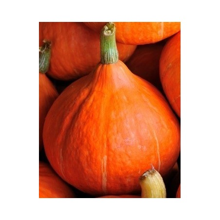 calabaza  potimarron - uchiki kury - semillas no tratadas