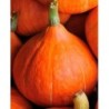 calabaza  potimarron - uchiki kury - semillas no tratadas