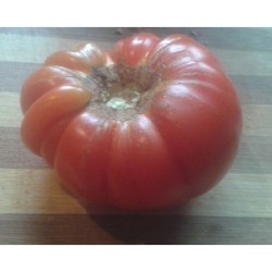 Tomate RAF - semillas no tratadas