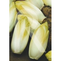 semillas de endibia de Bruselas