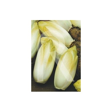 semillas de endibia de Bruselas