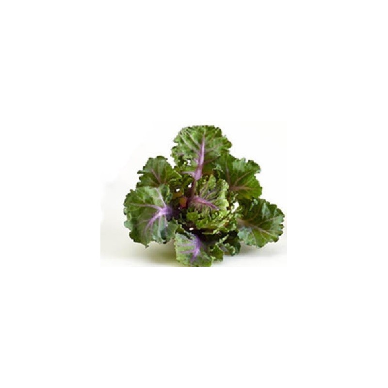semillas de flower sprouts - kalette
