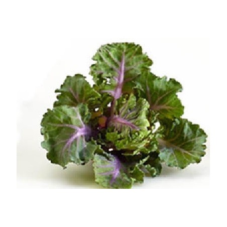 semillas de flower sprouts - kalette