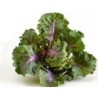 semillas de flower sprouts - kalette
